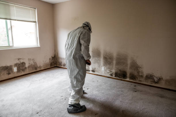 Best Commercial Mold Inspection  in Spout Springs, NC